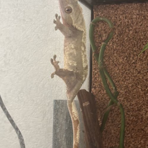Femelle ciliatus harlequin 4ans #3