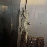 Femelle ciliatus harlequin 4ans #2