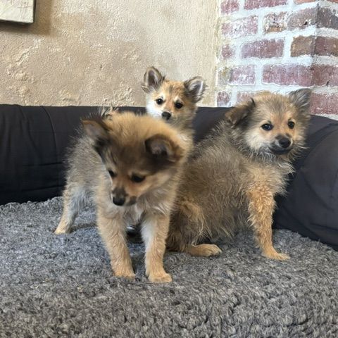 Chiot spitz #0