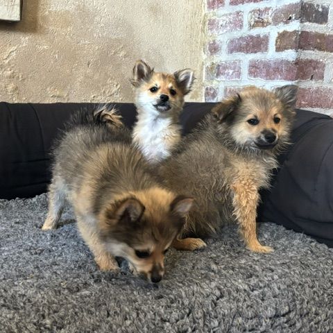 Chiot spitz #5
