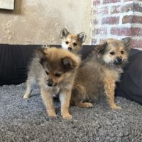 Chiot spitz