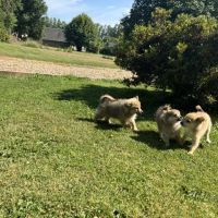Chiot spitz #2