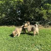 Chiot spitz #3