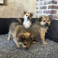 Chiot spitz #5