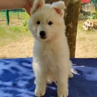 Chiot berger blanc suisse lof disponible