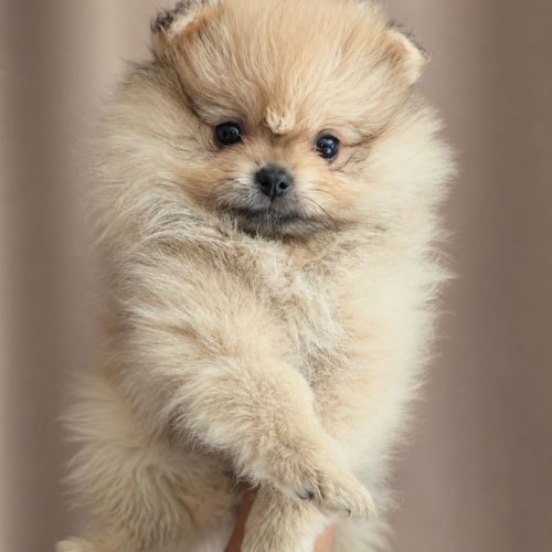 Spitz nain #0
