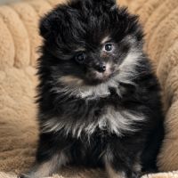 Spitz nain #3