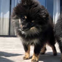 Spitz nain