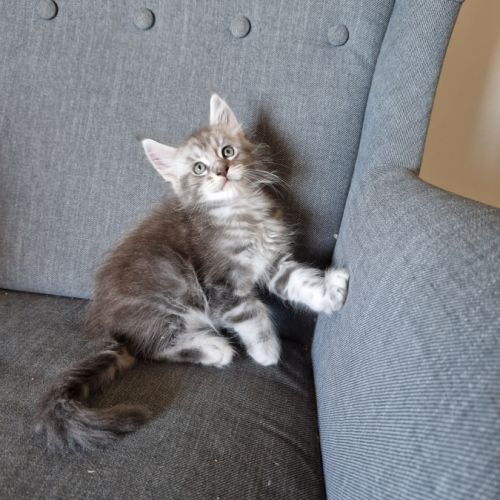 Maine coon mâle blue tabby #0