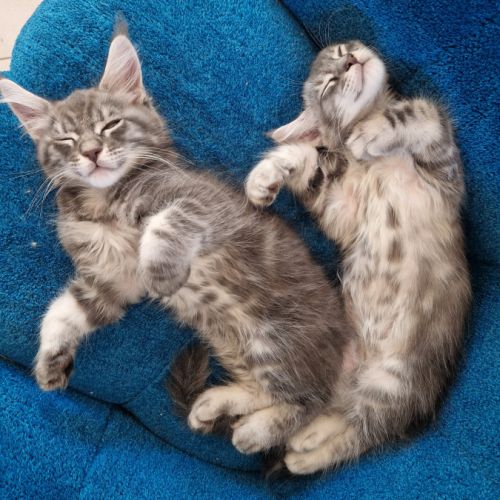 Maine coon mâle blue tabby #2