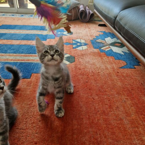 Maine coon mâle blue tabby #3