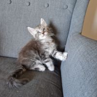 Maine coon mâle blue tabby