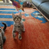 Maine coon mâle blue tabby #3