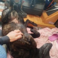 Donne pour cause de maladie un mâle de 4 ans #5