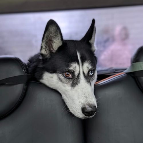 Husky sibérien 4 ans ½ – yeux vairons – très socia #1