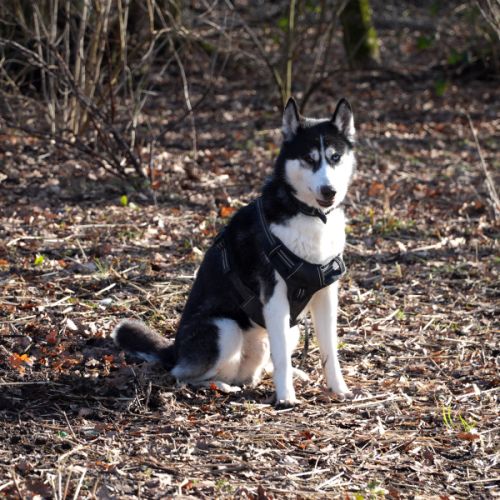 Husky sibérien 4 ans ½ – yeux vairons – très socia #4