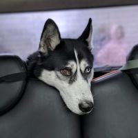 Husky sibérien 4 ans ½ – yeux vairons – très socia #1