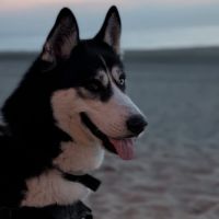 Husky sibérien 4 ans ½ – yeux vairons – très socia