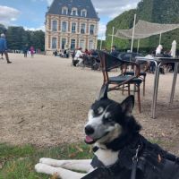 Husky sibérien 4 ans ½ – yeux vairons – très socia #3