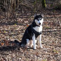 Husky sibérien 4 ans ½ – yeux vairons – très socia #4