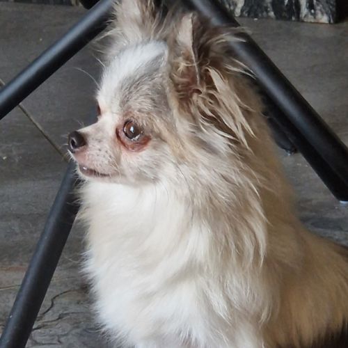 Jolie femelle 5 ans dépt 86 #5