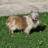 Jolie femelle 5 ans dépt 86 #3