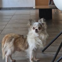 Jolie femelle 5 ans dépt 86 #4
