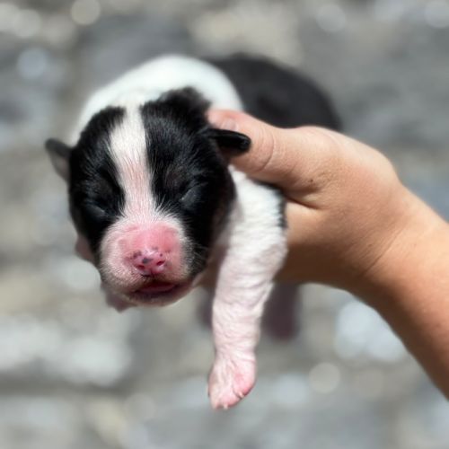 Chiots berger australien #0