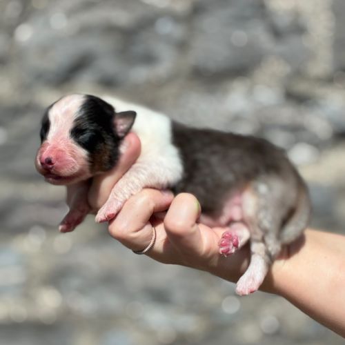 Chiots berger australien #2