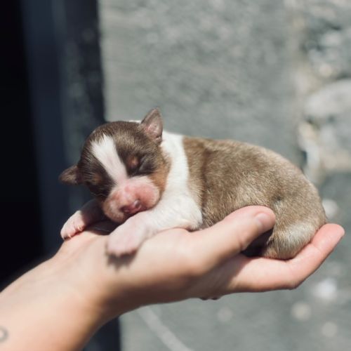 Chiots berger australien #3