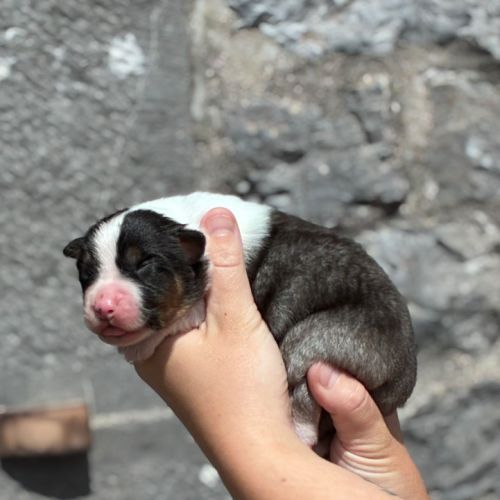 Chiots berger australien #5