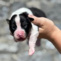 Chiots berger australien