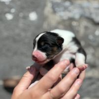 Chiots berger australien #4