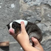Chiots berger australien #5
