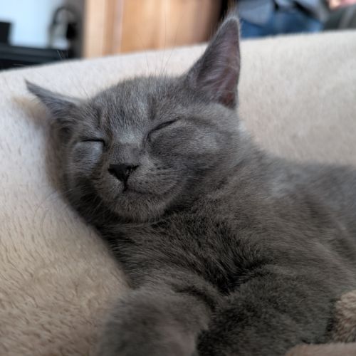 2 adorables chatons chartreux #1