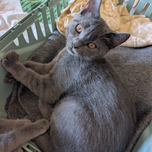 2 adorables chatons chartreux #4