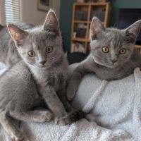 2 adorables chatons chartreux