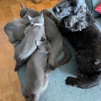 2 adorables chatons chartreux #3