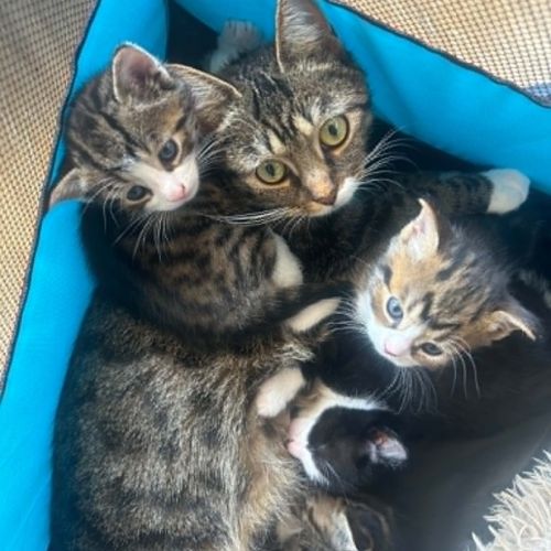 Milly gentille jeune chatte joueuse et affectueuse #1