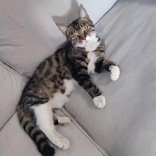 Milly gentille jeune chatte joueuse et affectueuse #0