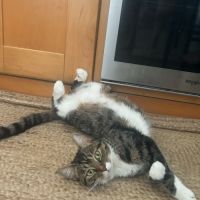 Milly gentille jeune chatte joueuse et affectueuse #3