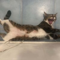 Milly gentille jeune chatte joueuse et affectueuse #6