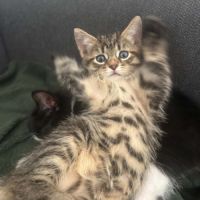 Alexandre un craquant petit tigre 