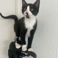 Pogi petit acrobate plein de tendresse
