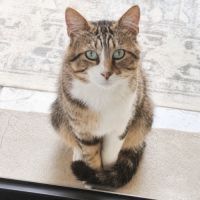 Chat terzo