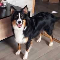 Chienne taiga