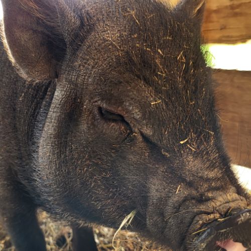 Les 3 petits cochons #1