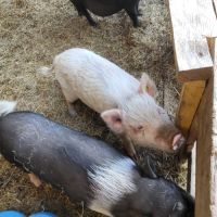 Les 3 petits cochons #0