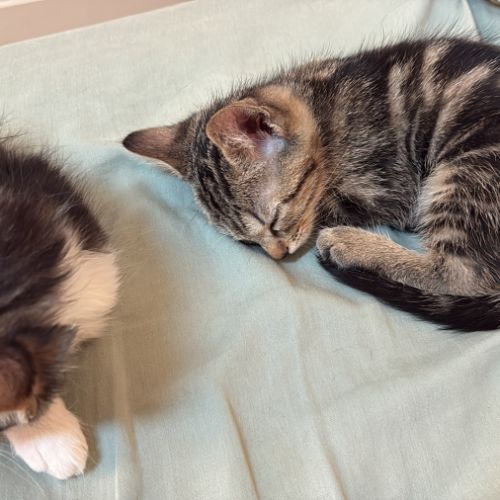 À réserver - adorables chatons croisés angora turc