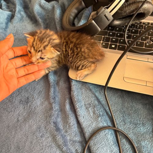 À réserver - adorables chatons croisés angora turc #2